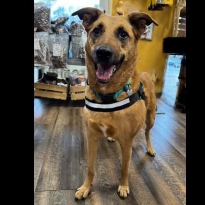 Louise, Adoptable, Adult Female Shepherd & Shepherd.