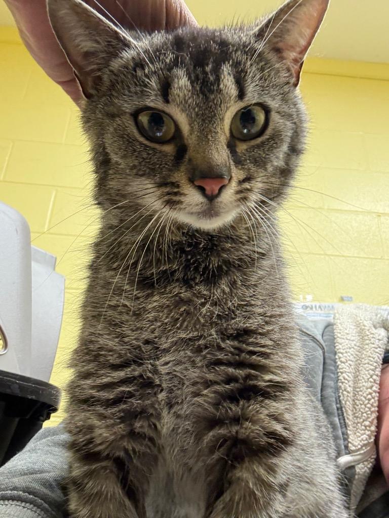 Cricket (SPAYED), Adopted, Young Female Domestic Short Hair.