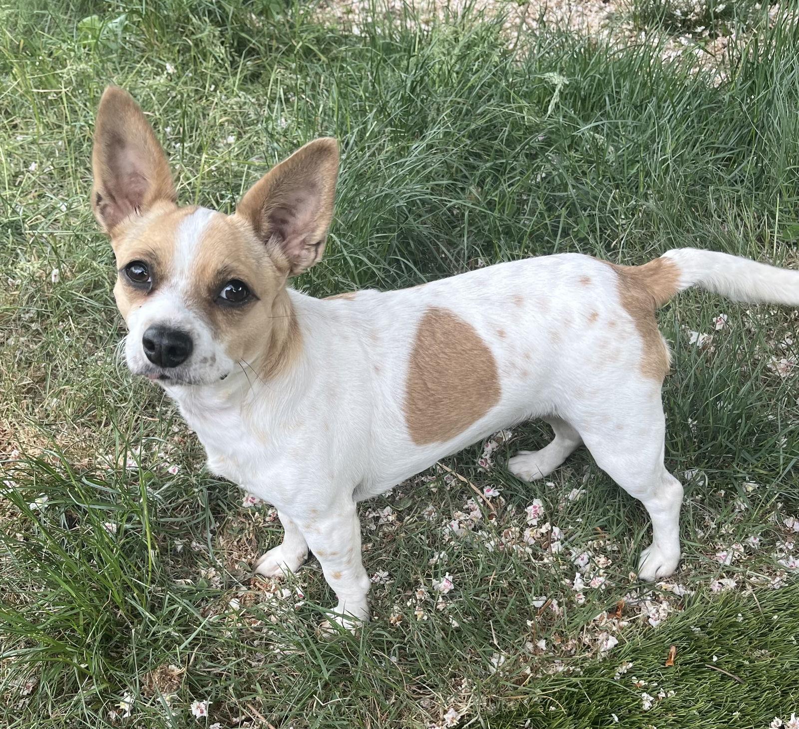 Enlarge Cari, a Adopted Chihuahua in Portland, OR image 1/3