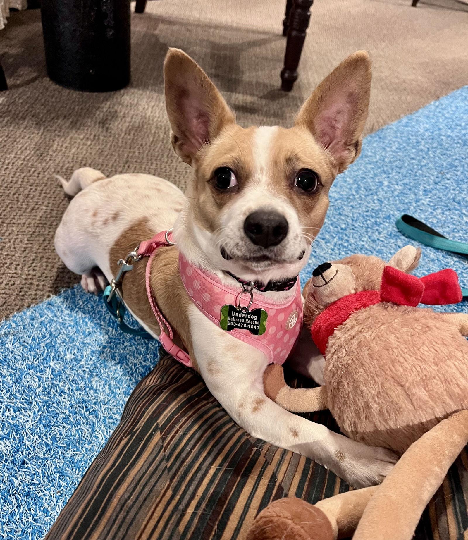 Enlarge Cari, a Adopted Chihuahua in Portland, OR image 2/3