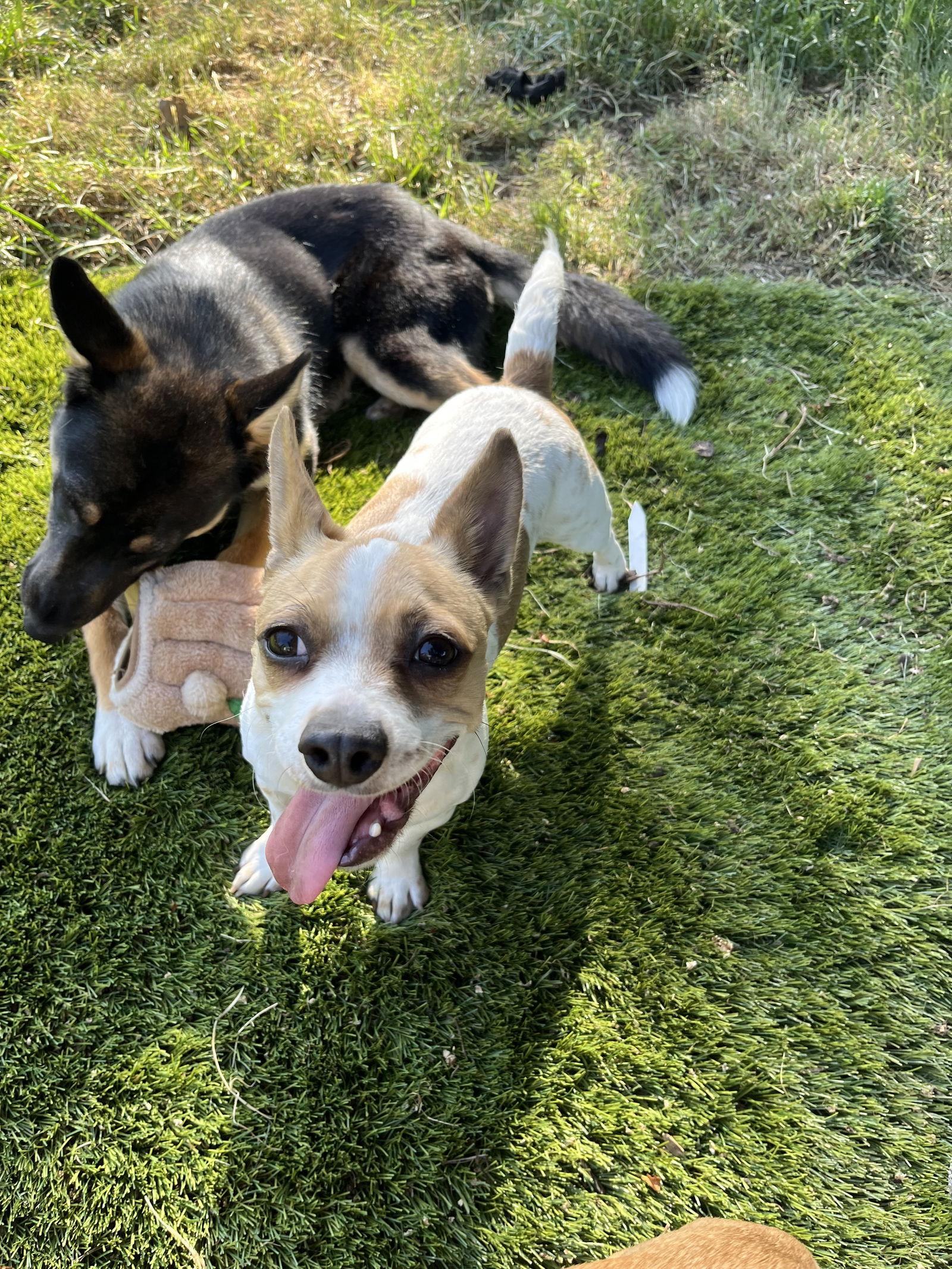 Enlarge Cari, a Adopted Chihuahua in Portland, OR image 3/3