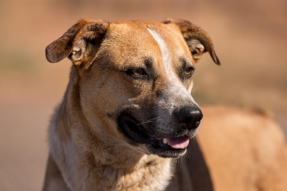 Bogie, Adoptable, Adult Male Cattle Dog & Mixed Breed.