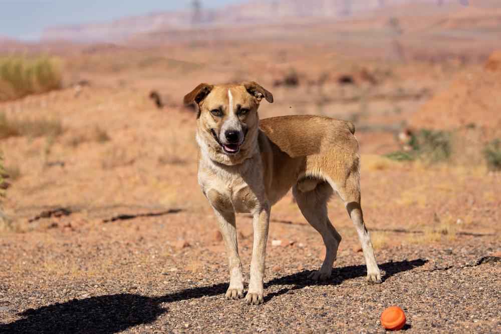 Enlarge Bogie, a Adoptable mixed breed in Page, AZ image 2/3