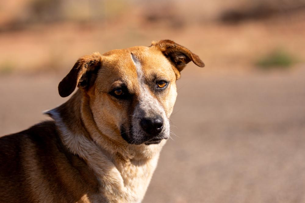 Enlarge Bogie, a Adoptable mixed breed in Page, AZ image 3/3