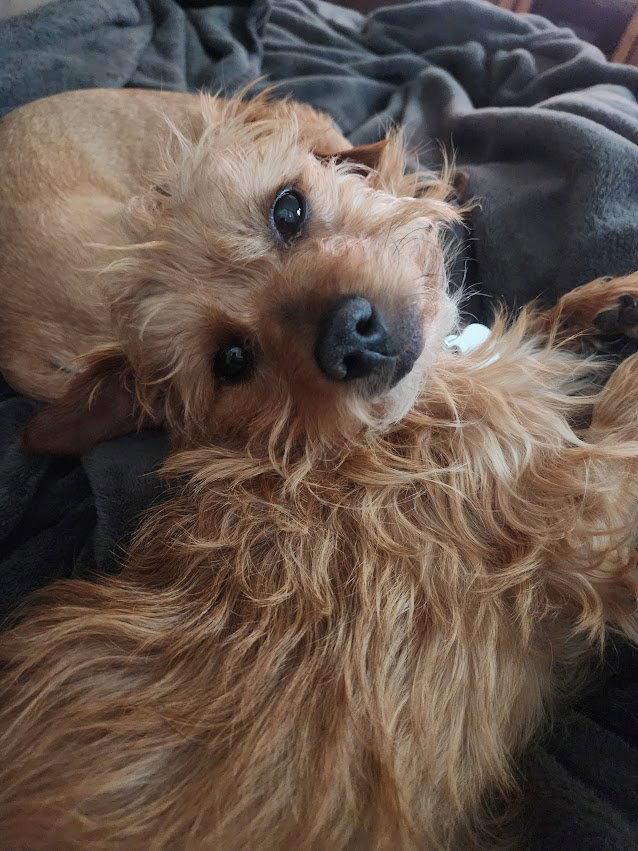 Wesley, Adopted, Adult Male Yorkshire Terrier.