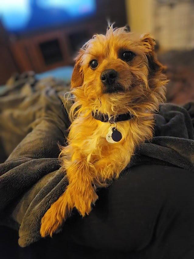 Wesley, a Adopted Yorkshire Terrier in San Francisco, CA image 3/3