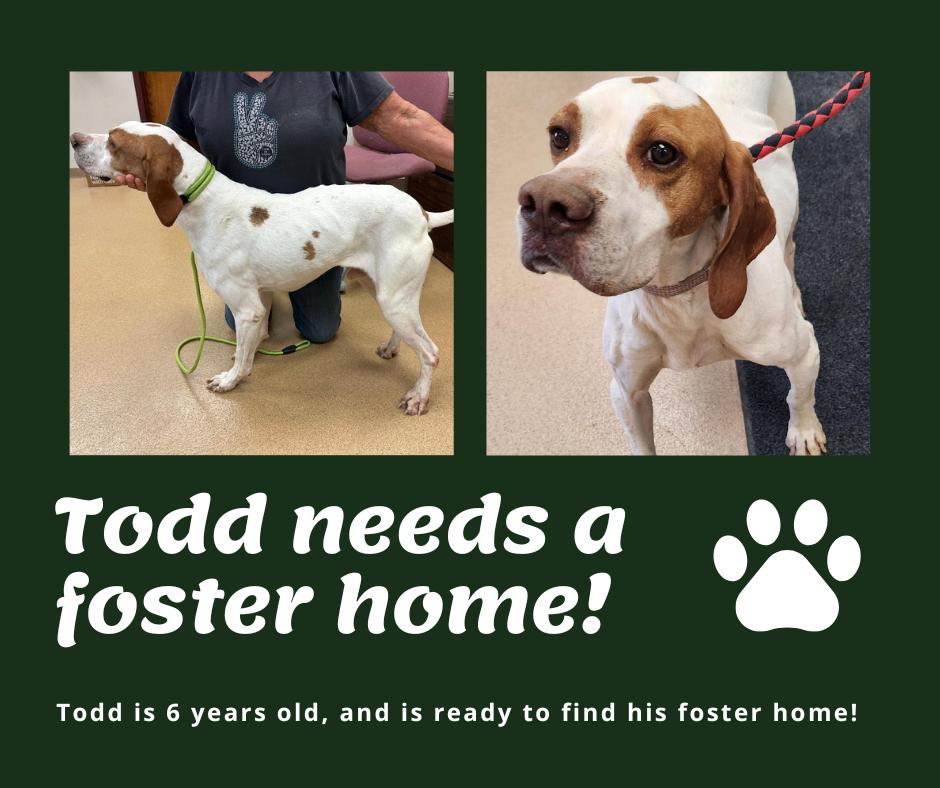Needs Foster Todd (IA), Adult Male unknown
