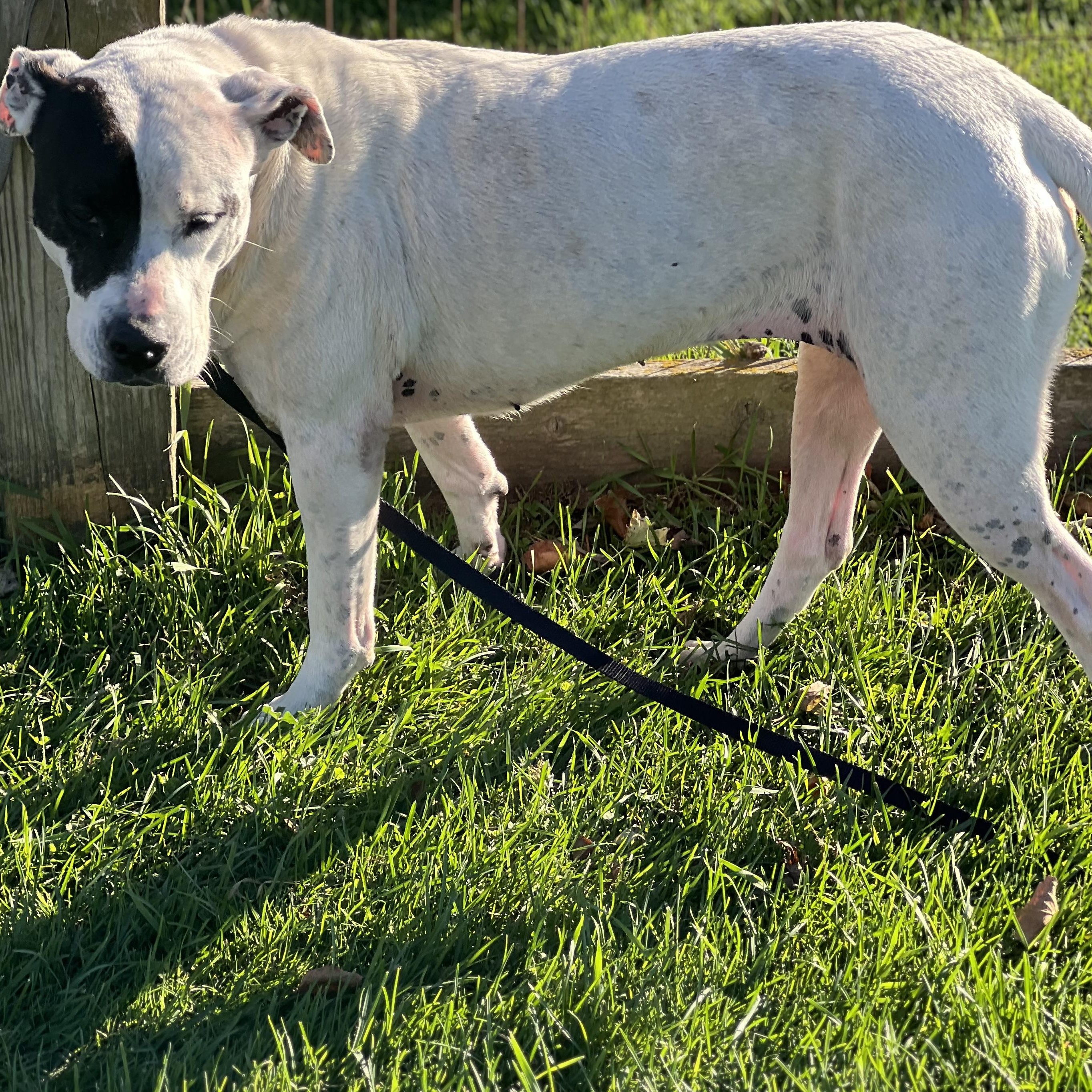 Enlarge Patches, a Adoptable Pit Bull Terrier in Elkton, MI image 2/3