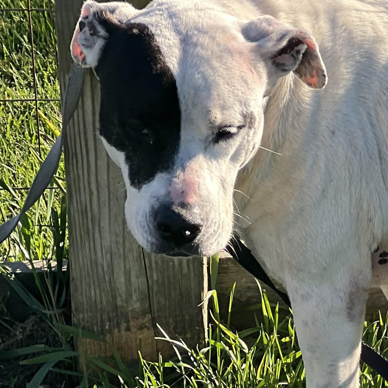 Patches, Adoptable, Adult Female Pit Bull Terrier.