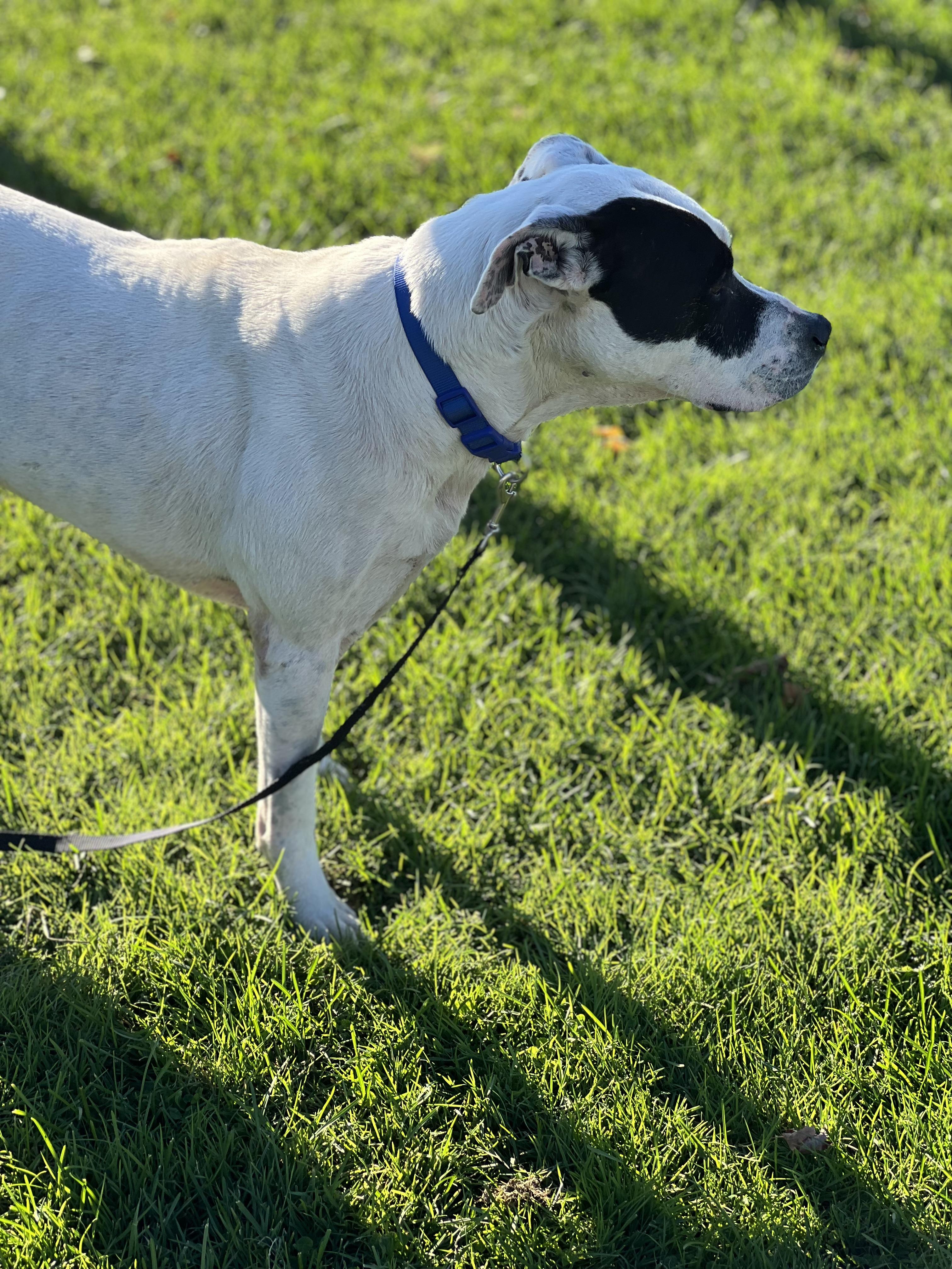 Enlarge Patches, a Adoptable Pit Bull Terrier in Elkton, MI image 3/3