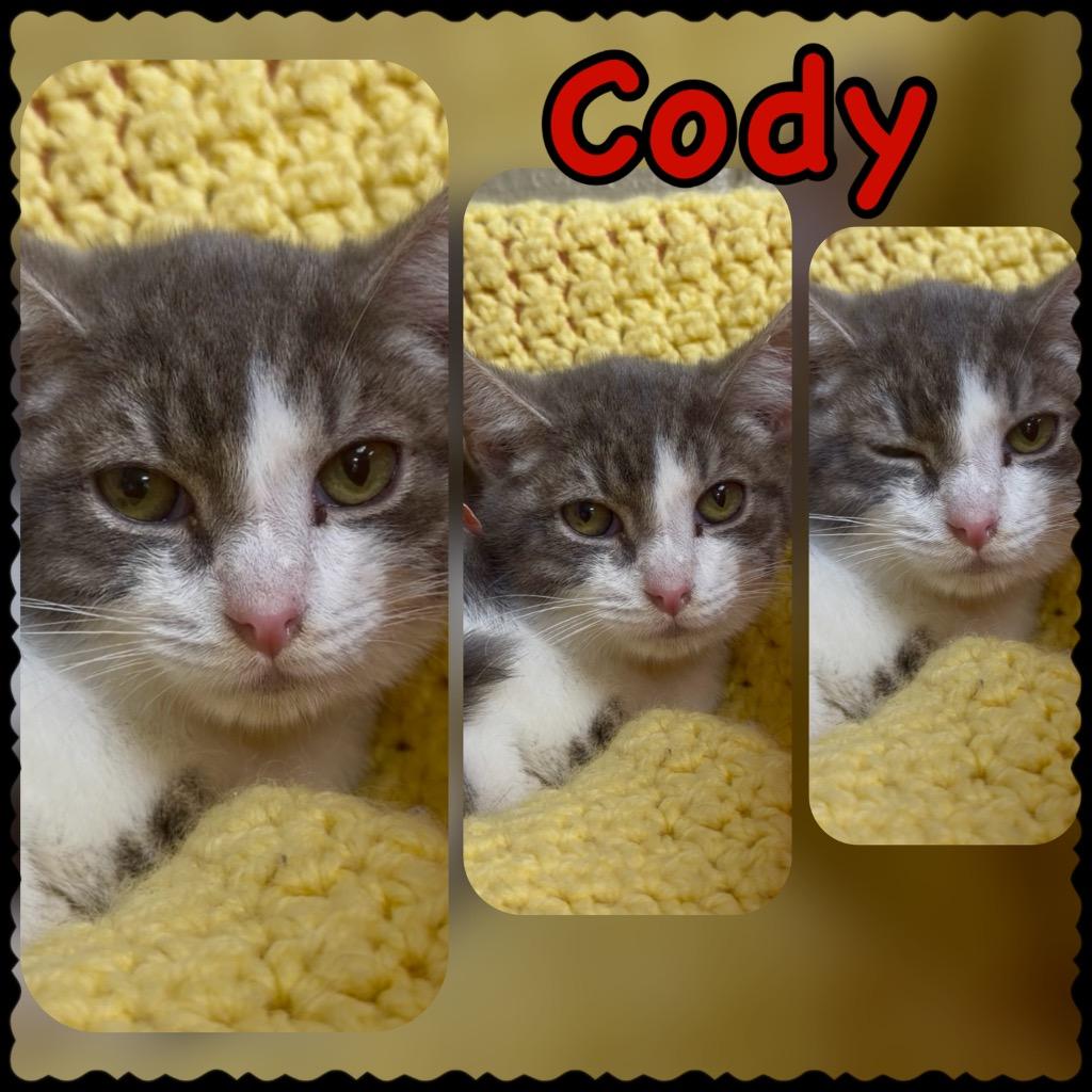 Enlarge Cody, a Adoptable mixed breed in Blountville, TN image 2/2