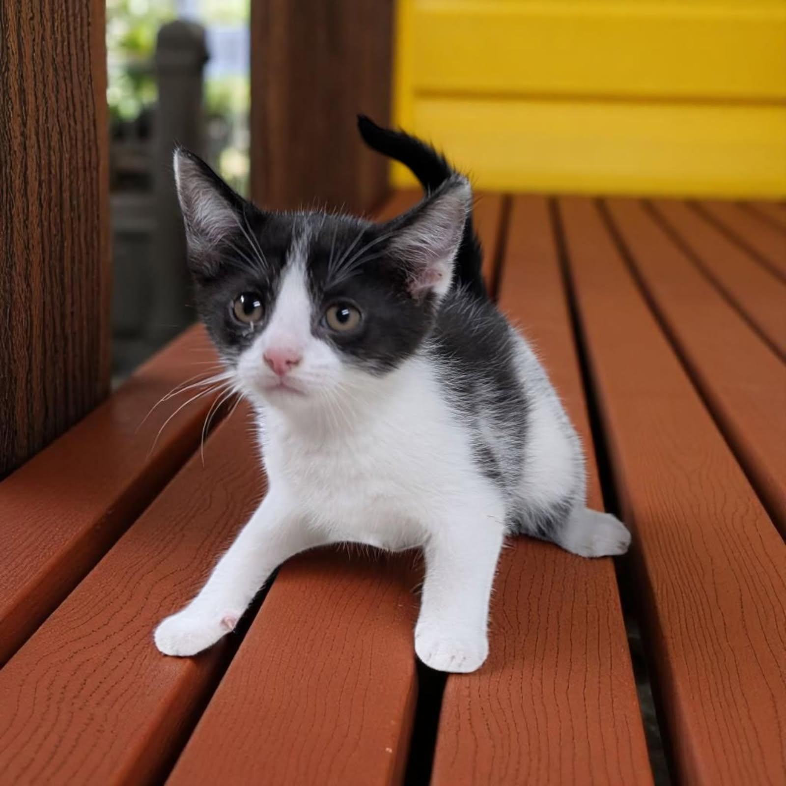 Selene, Baby Female Domestic Short Hair