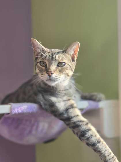 Enlarge Andy Purrnard, a Adoptable mixed breed in Baton Rouge, LA image 1/1