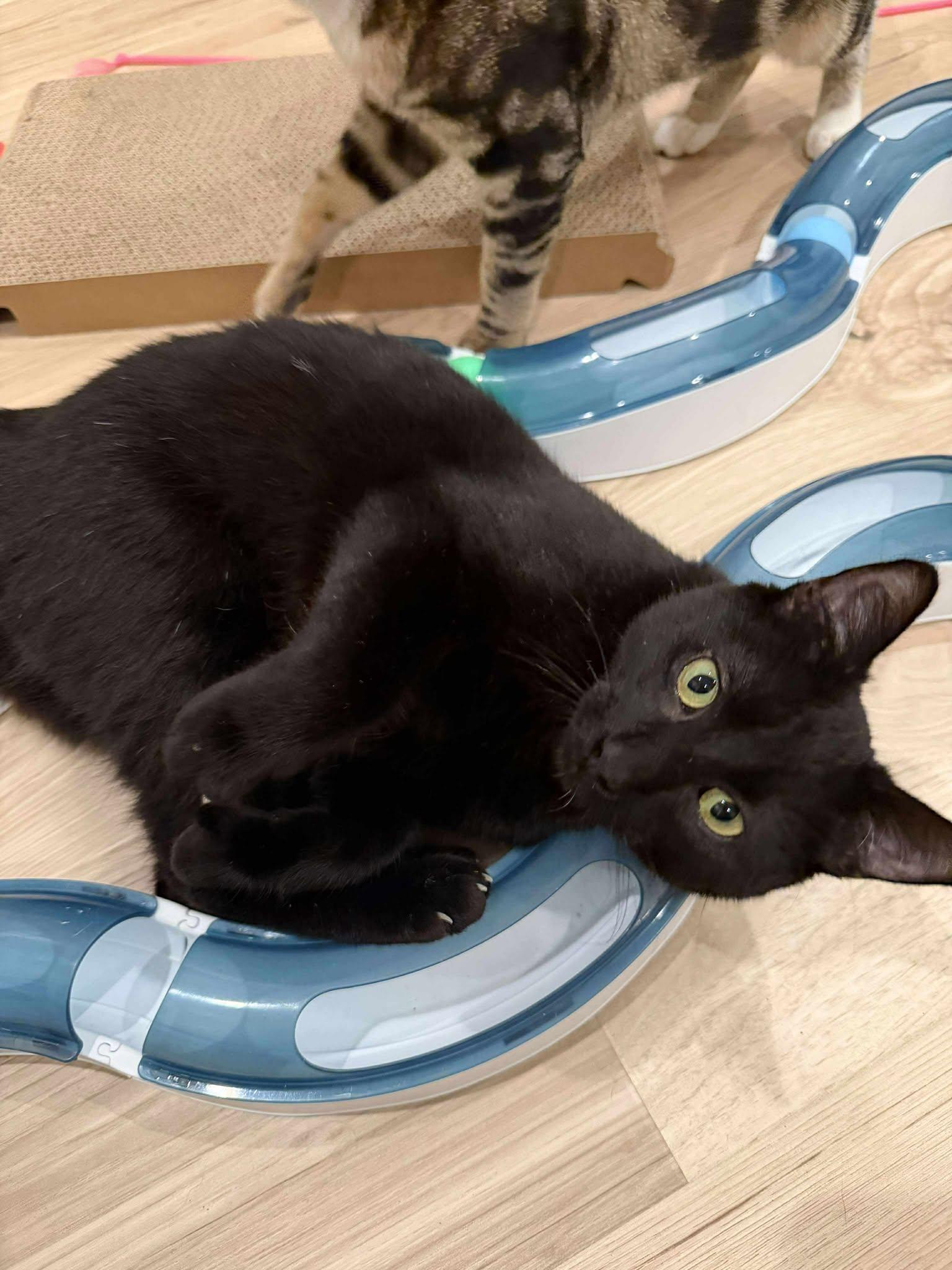 Poindexter, Adoptable, Kitten Male Domestic Short Hair & Extra-Toes Cat / Hemingway Polydactyl.