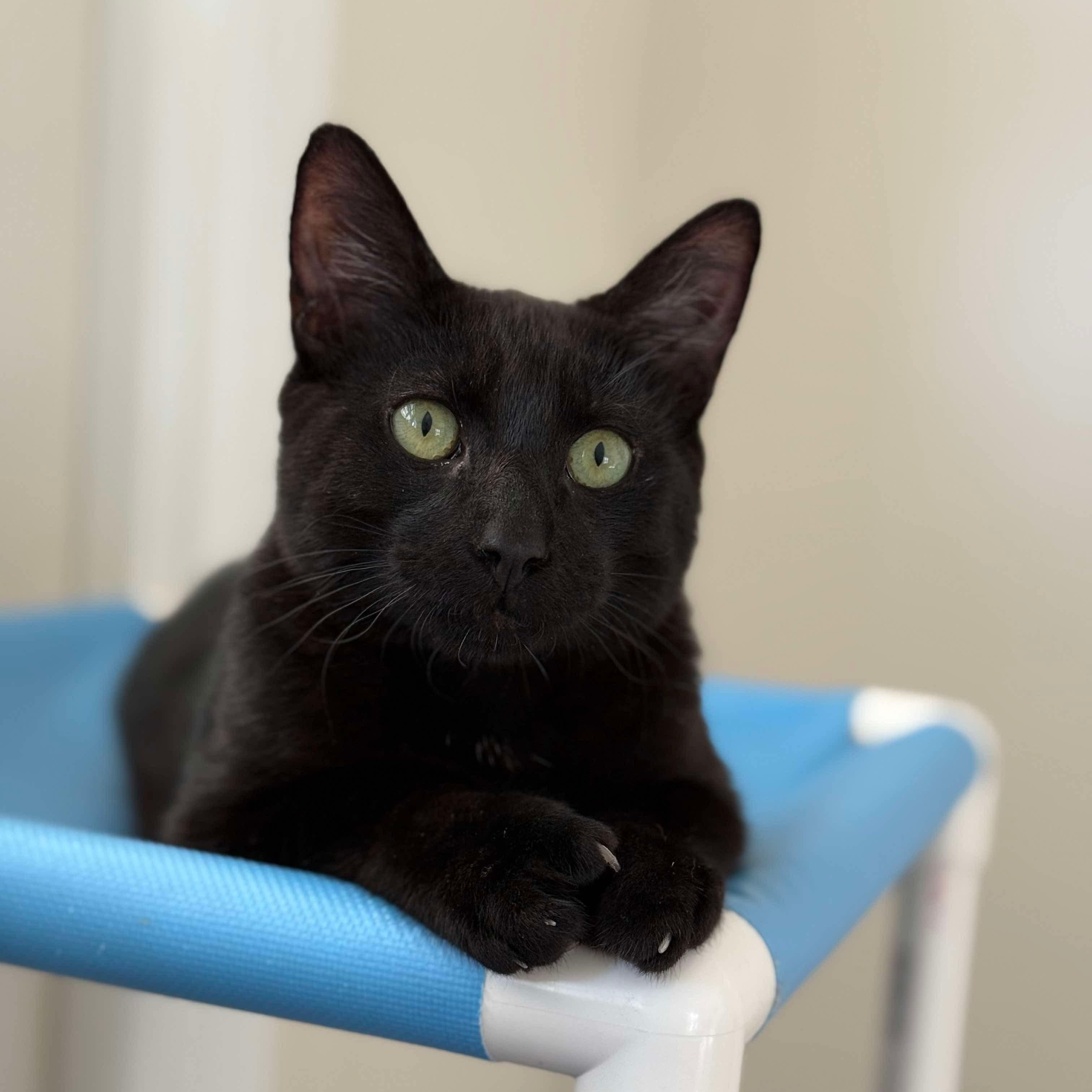 Enlarge Poindexter, a Adoptable mixed breed in Santa Clara, CA image 2/6