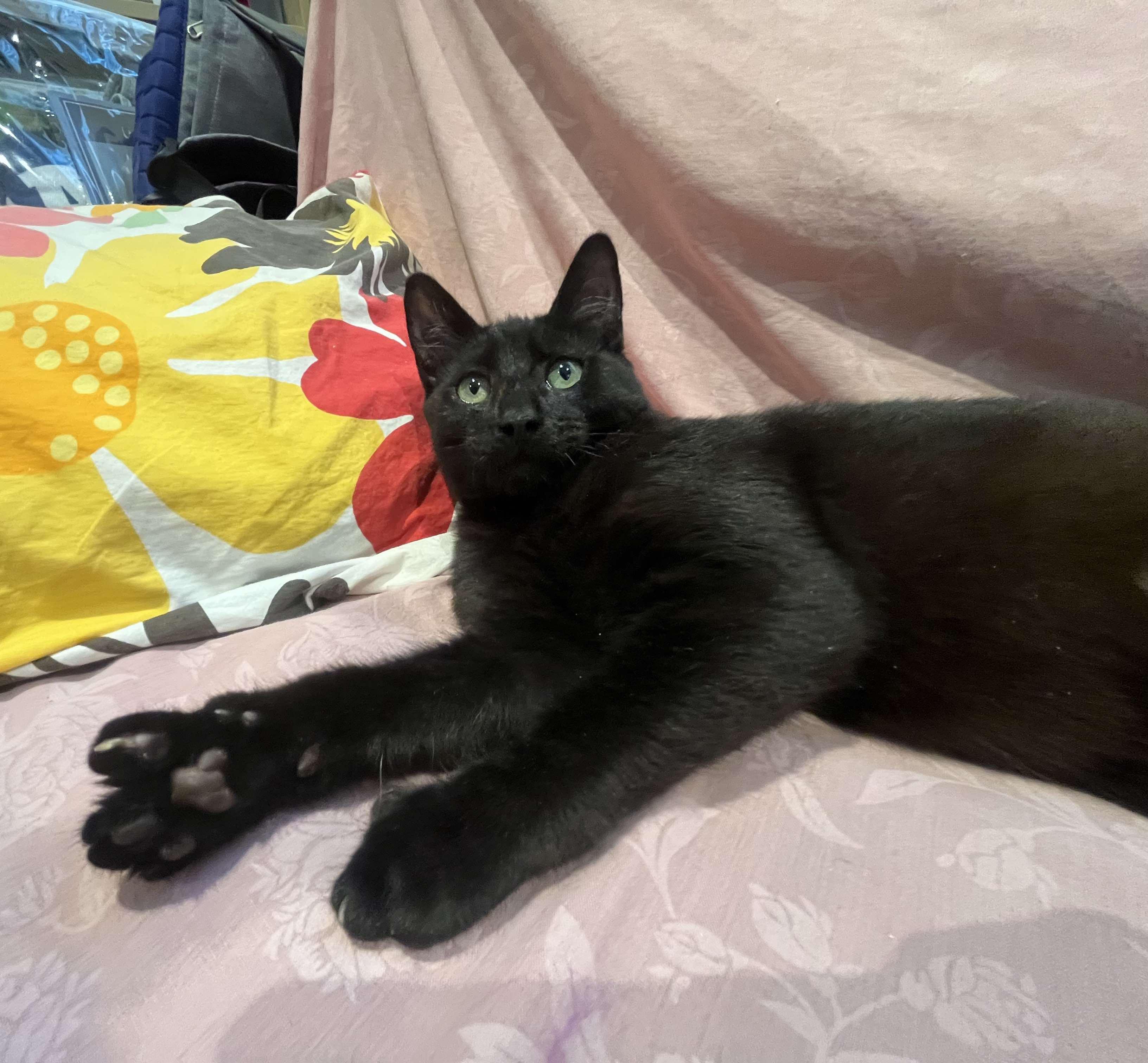 Enlarge Poindexter, a Adoptable mixed breed in Santa Clara, CA image 3/6