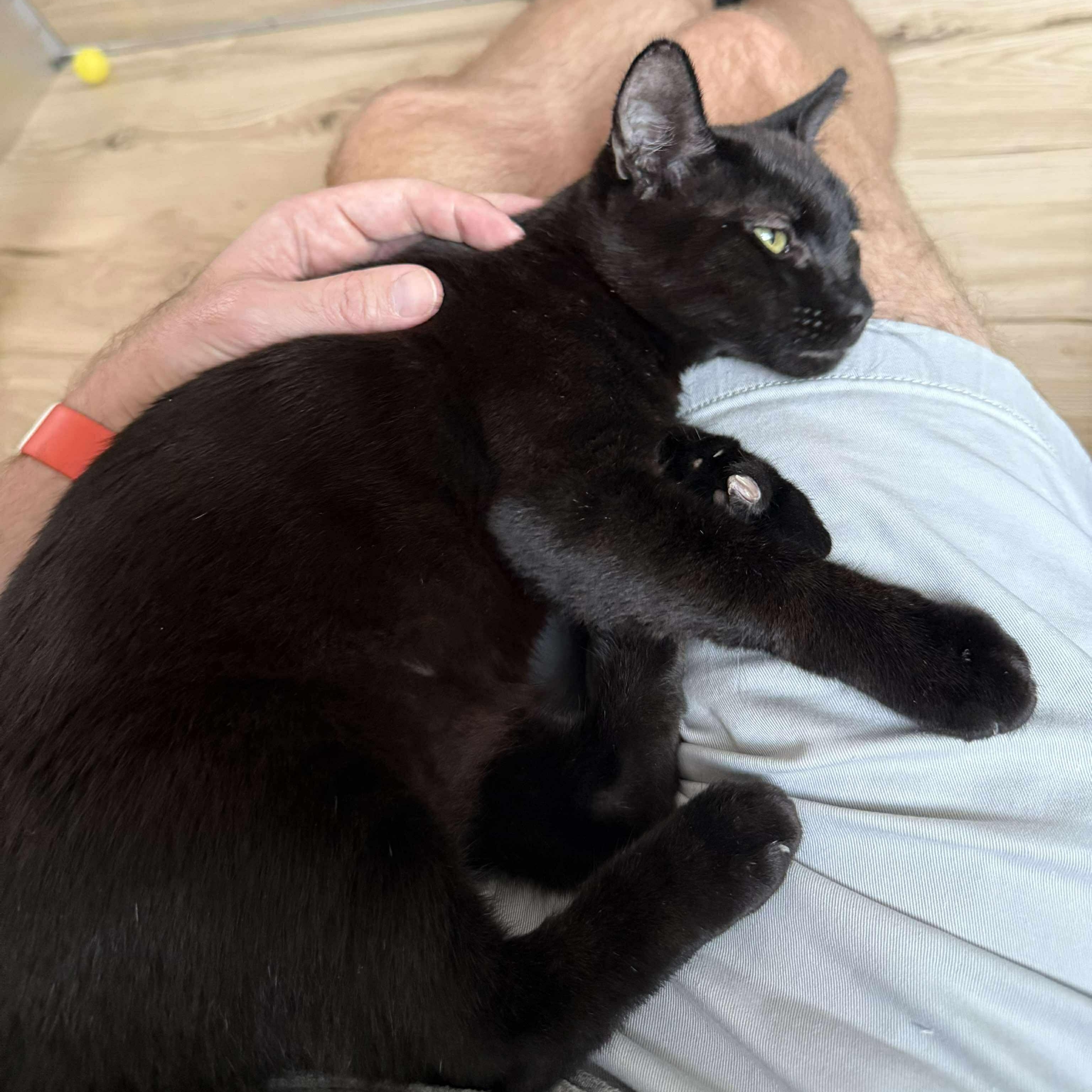 Enlarge Poindexter, a Adoptable mixed breed in Santa Clara, CA image 4/6