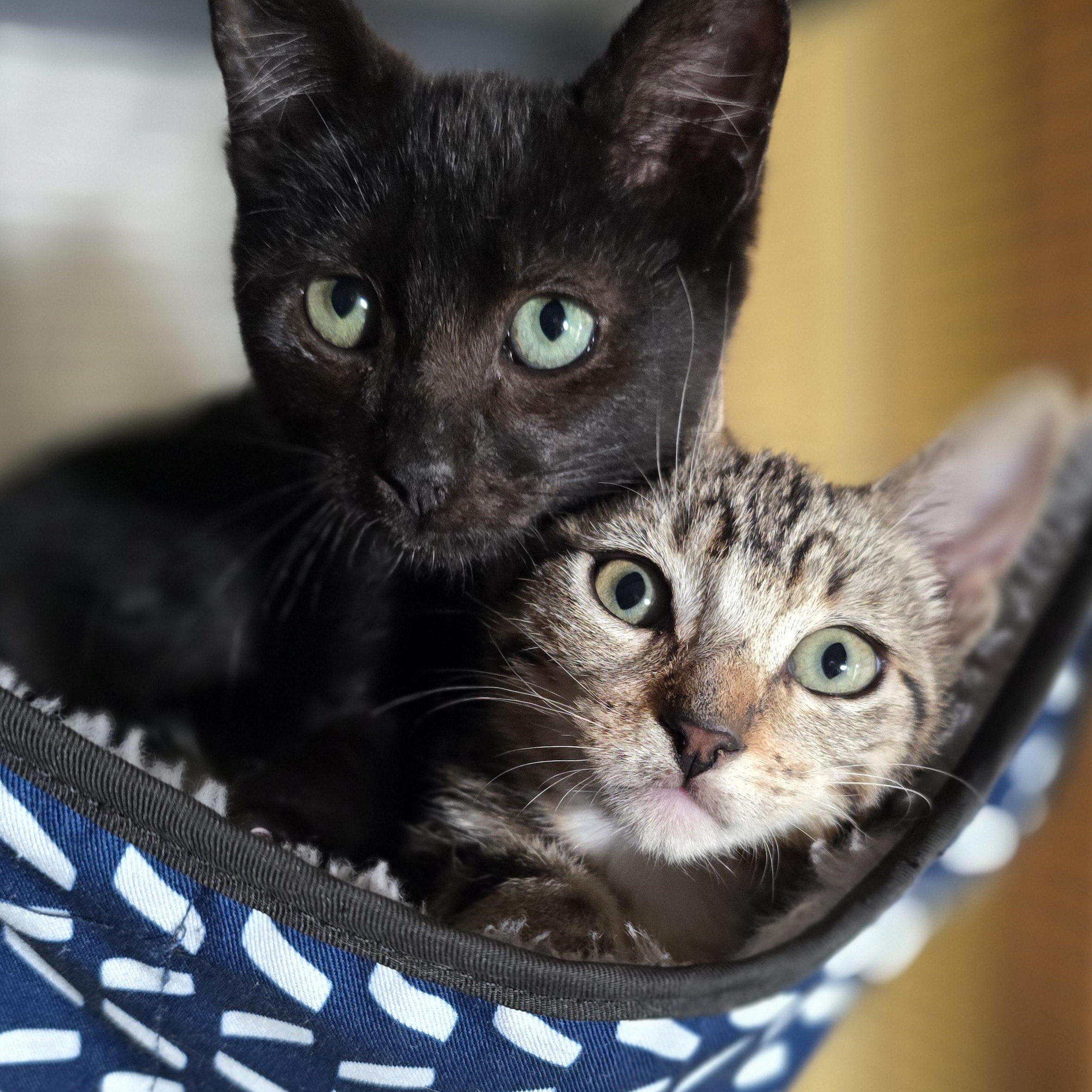 Enlarge Poindexter, a Adoptable mixed breed in Santa Clara, CA image 6/6