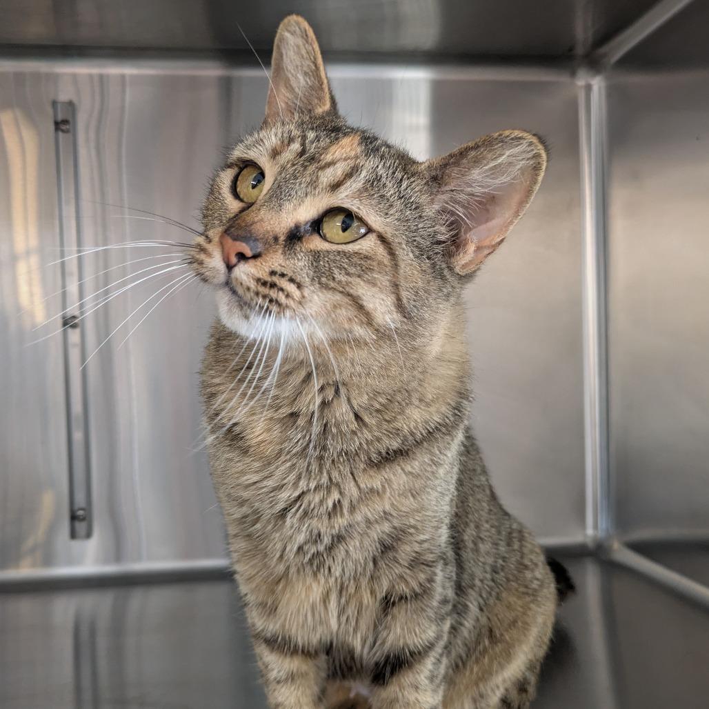Enlarge Sofa, a Adoptable Domestic Short Hair in Manhattan, KS image 1/3
