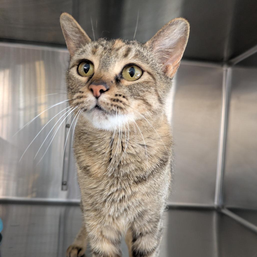 Enlarge Sofa, a Adoptable Domestic Short Hair in Manhattan, KS image 2/3