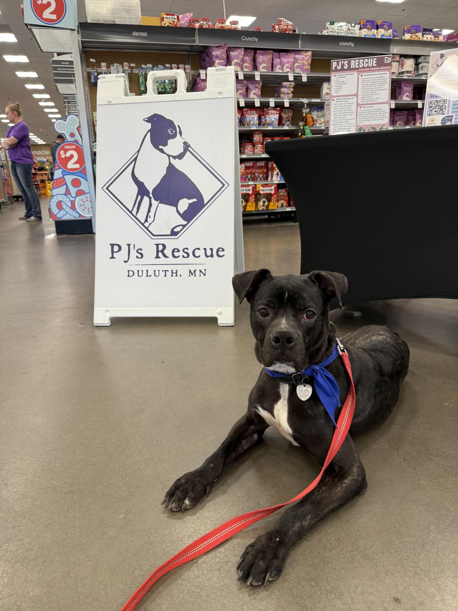 Sandstone, Adoptable, Adult Male Boxer.