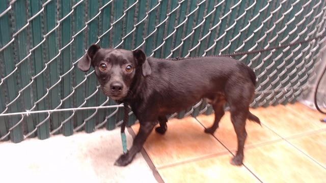 Enlarge JASON, a Adoptable Chihuahua in Downey, CA image 1/1