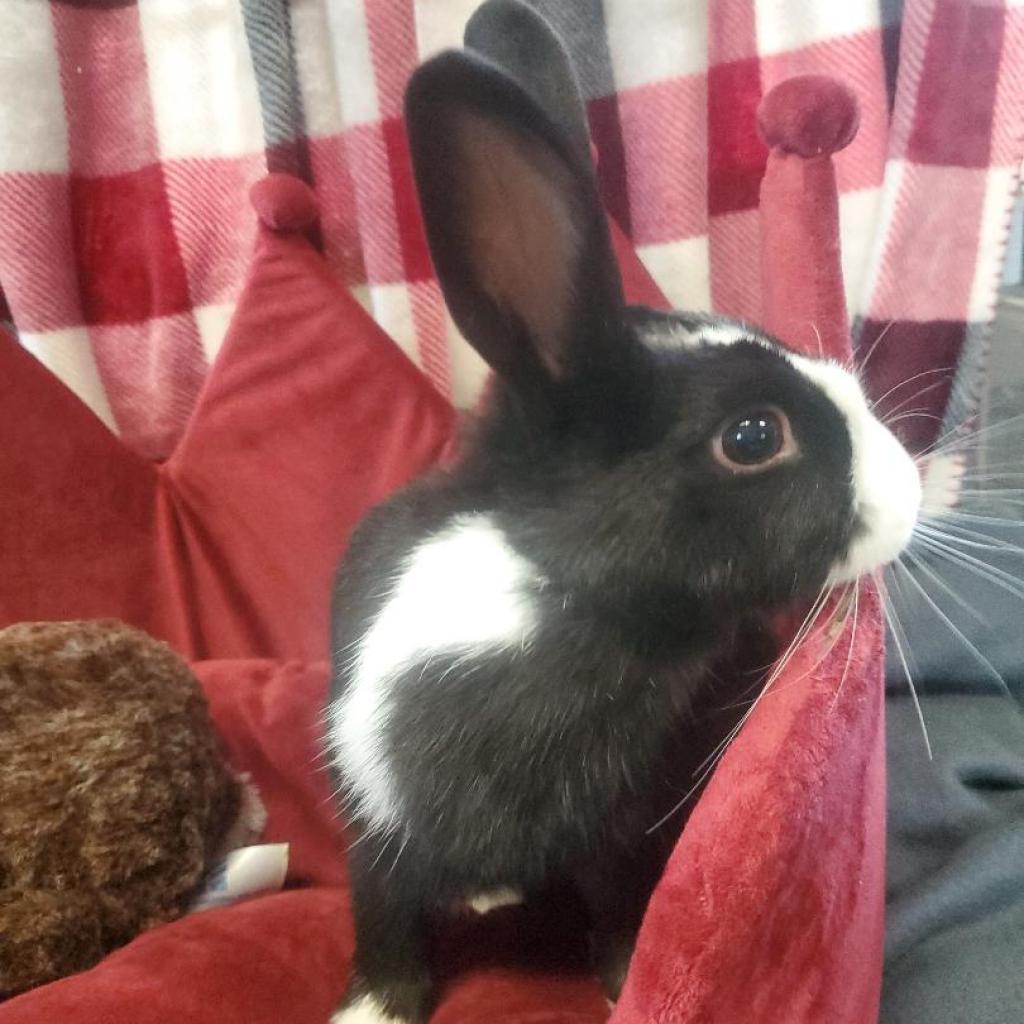 Dexter (bonded to Birdie), Adoptable, Adult Male Dutch.