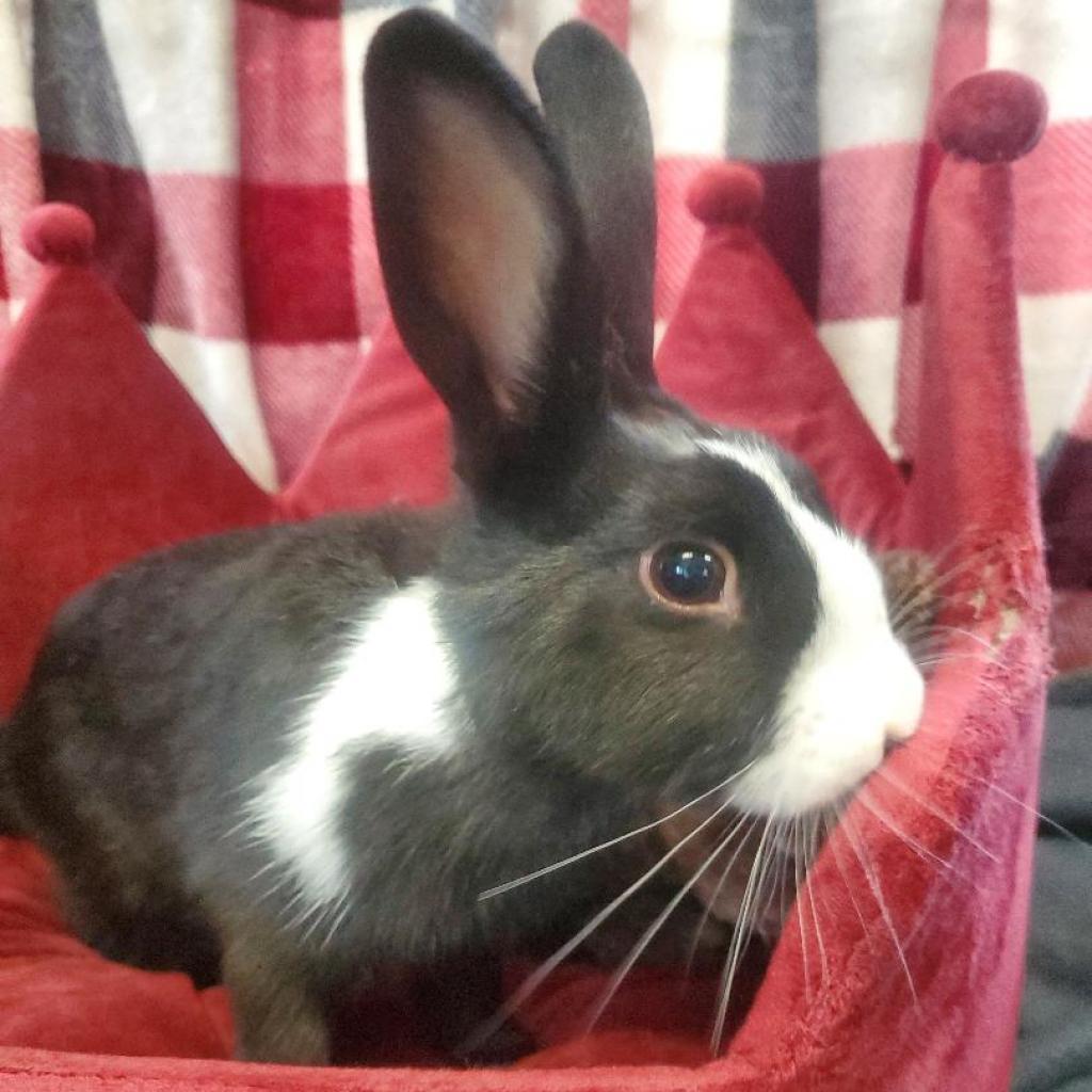 Enlarge Dexter (bonded to Birdie), a Adoptable Dutch in Murrieta, CA image 2/4