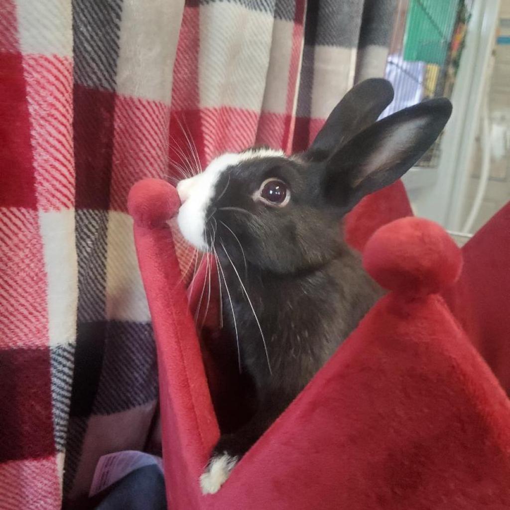 Enlarge Dexter (bonded to Birdie), a Adoptable Dutch in Murrieta, CA image 3/4