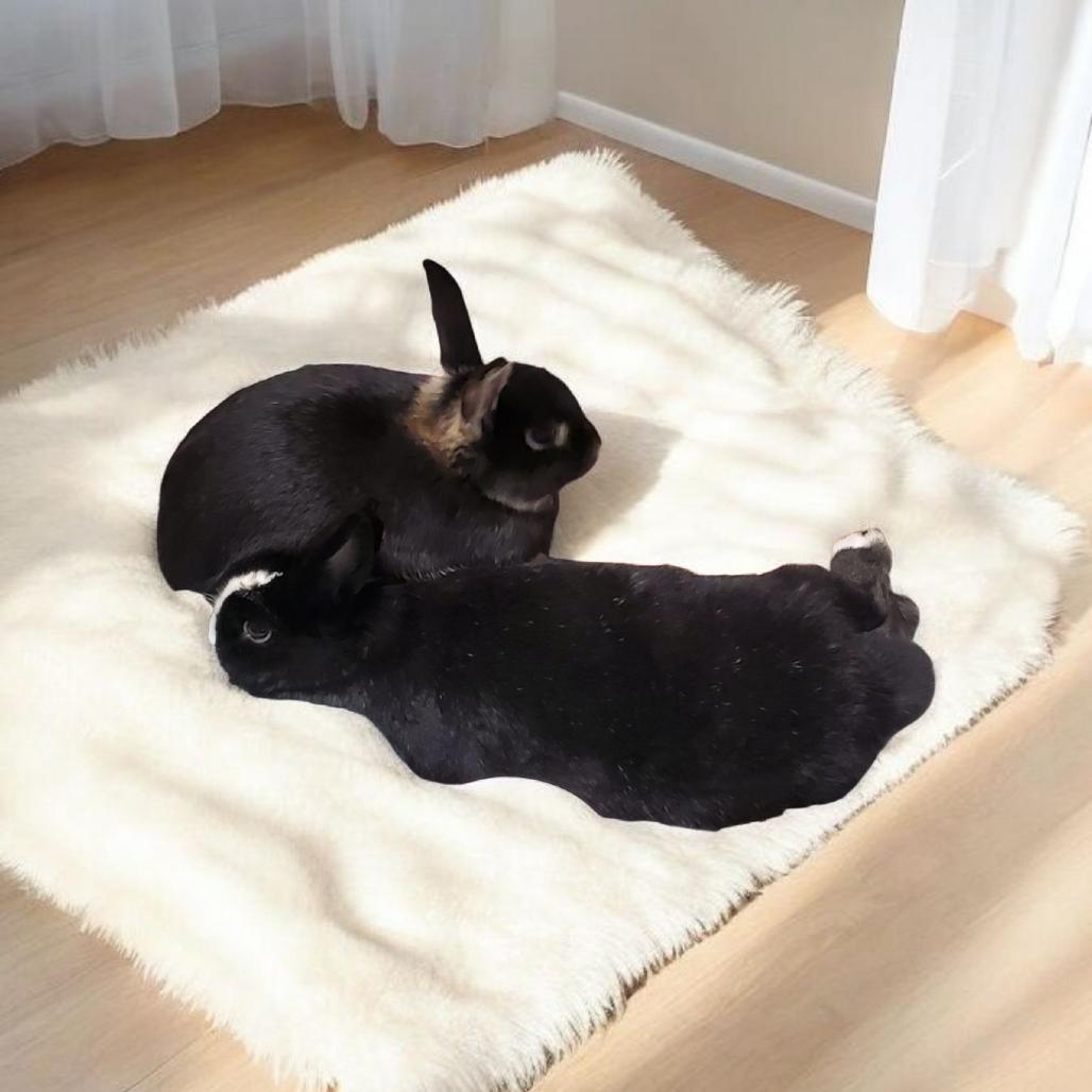 Enlarge Dexter (bonded to Birdie), a Adoptable Dutch in Murrieta, CA image 4/4