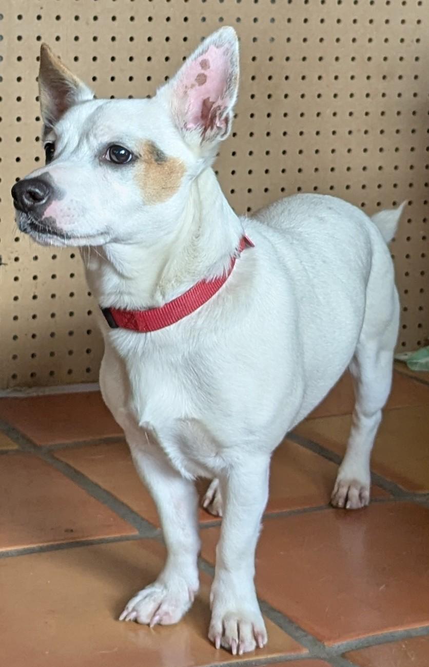 Enlarge Sputnik, an adopted mixed breed in Portland, OR image 2/6