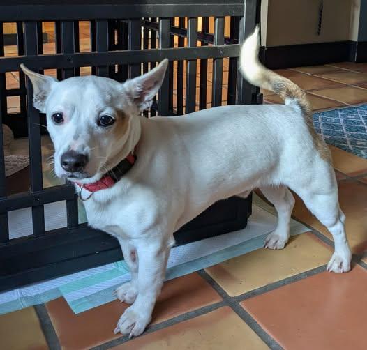 Enlarge Sputnik, an adopted mixed breed in Portland, OR image 3/6