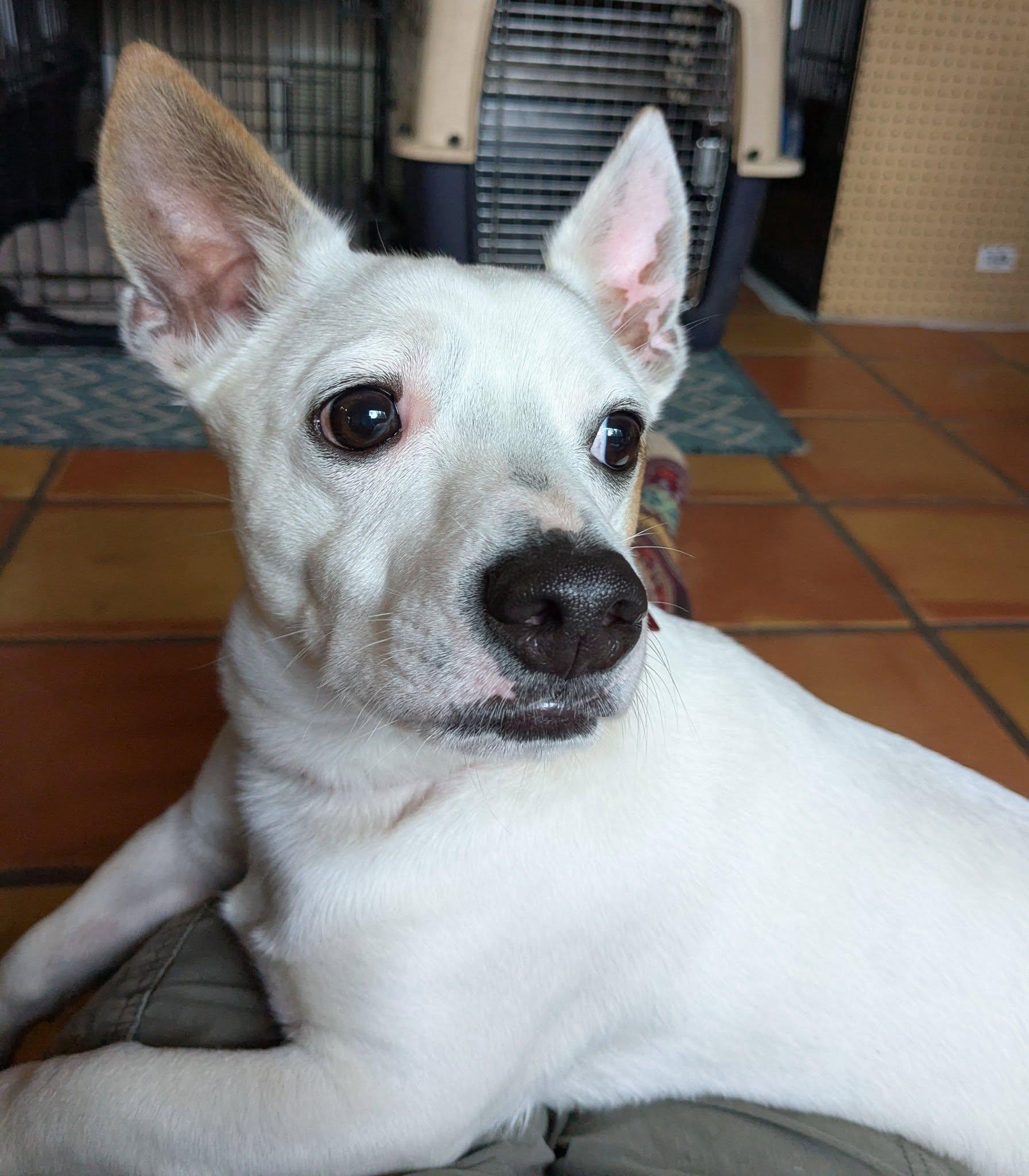 Enlarge Sputnik, an adopted mixed breed in Portland, OR image 1/6