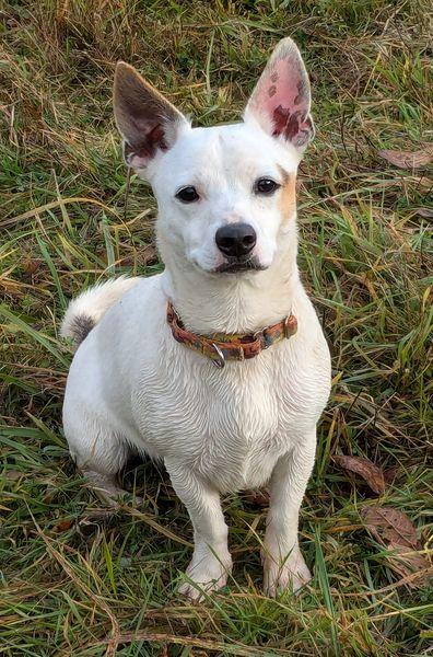 Enlarge Sputnik, an adopted mixed breed in Portland, OR image 4/6