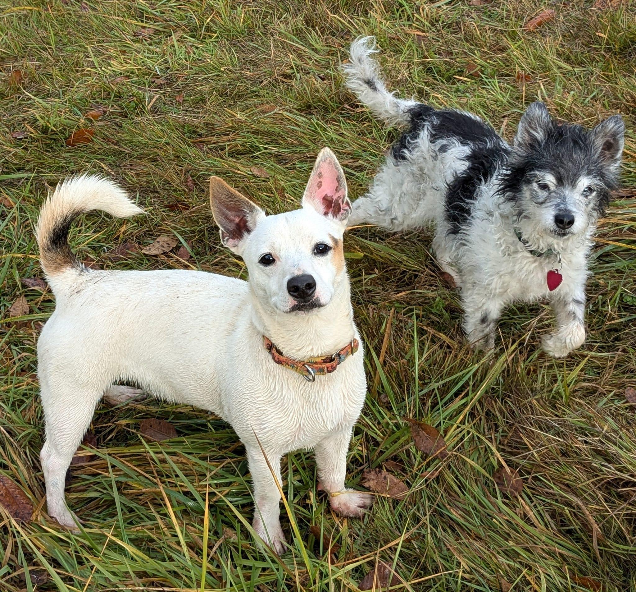 Enlarge Sputnik, an adopted mixed breed in Portland, OR image 6/6