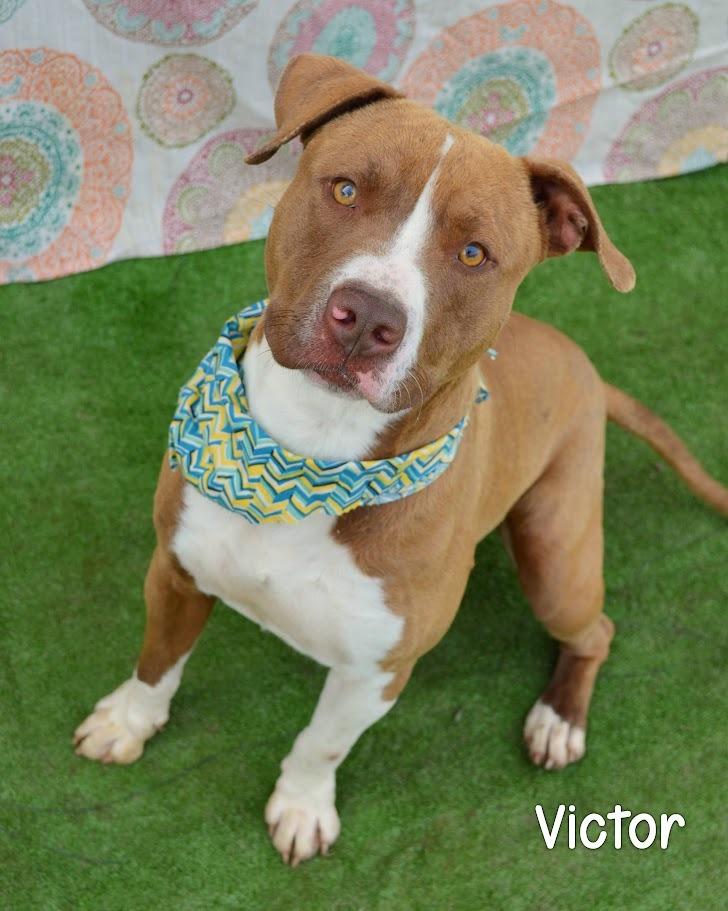 Enlarge Victor, a Adoptable mixed breed in Gautier, MS image 1/2