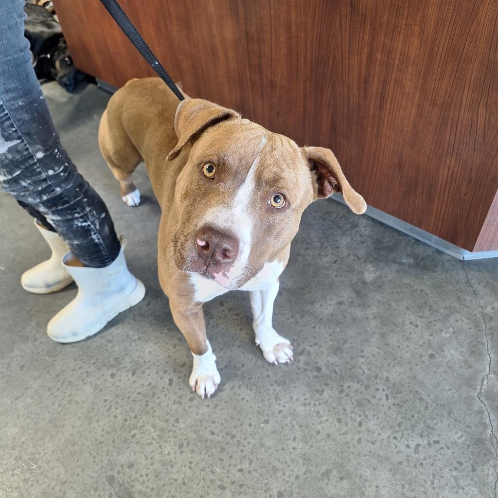 Enlarge Victor, a Adoptable mixed breed in Gautier, MS image 2/2