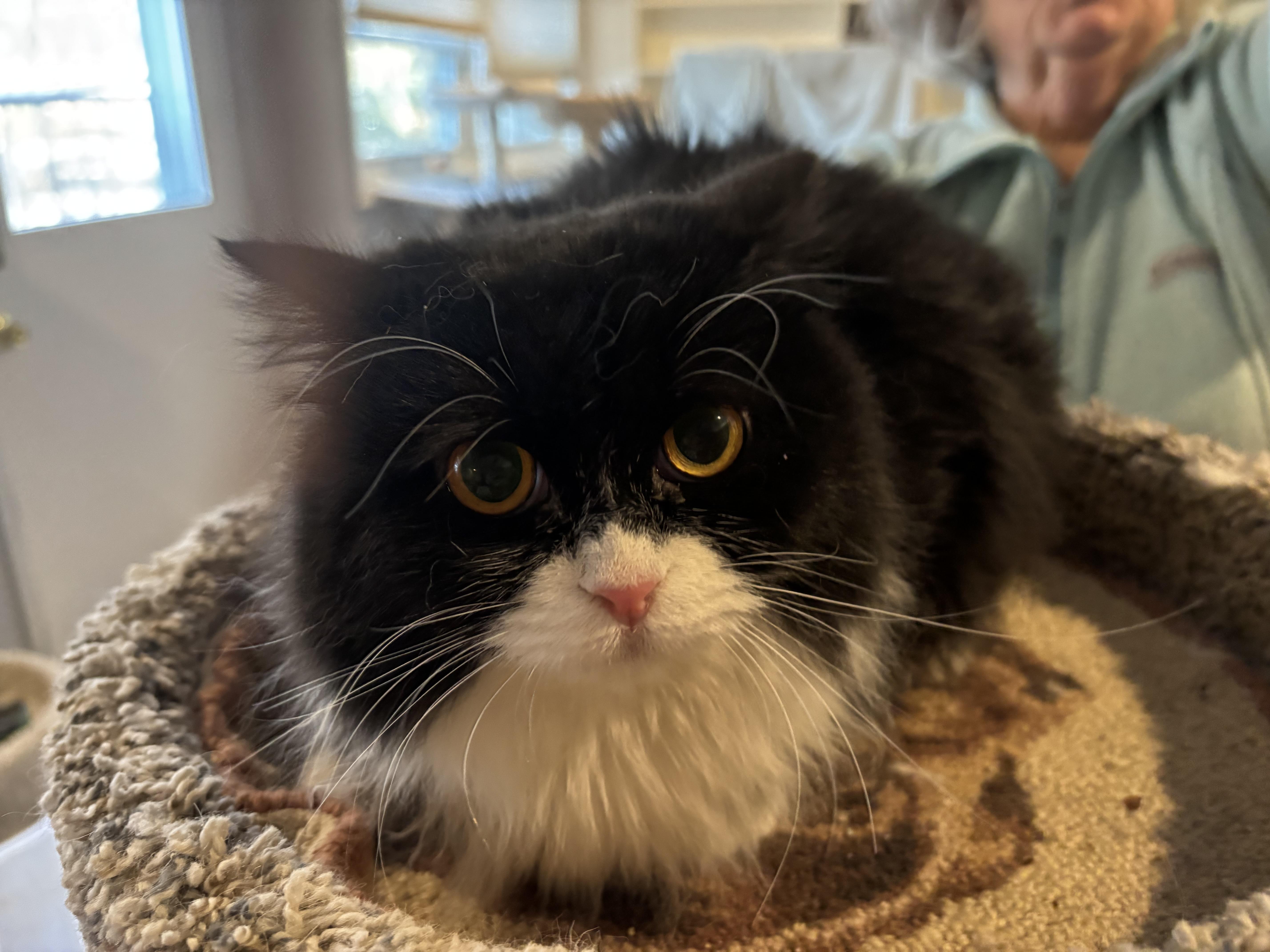 Enlarge Lili (Persian, Lap Cat), a ADOPTABLE Persian in Fairfax, VA image 3/4