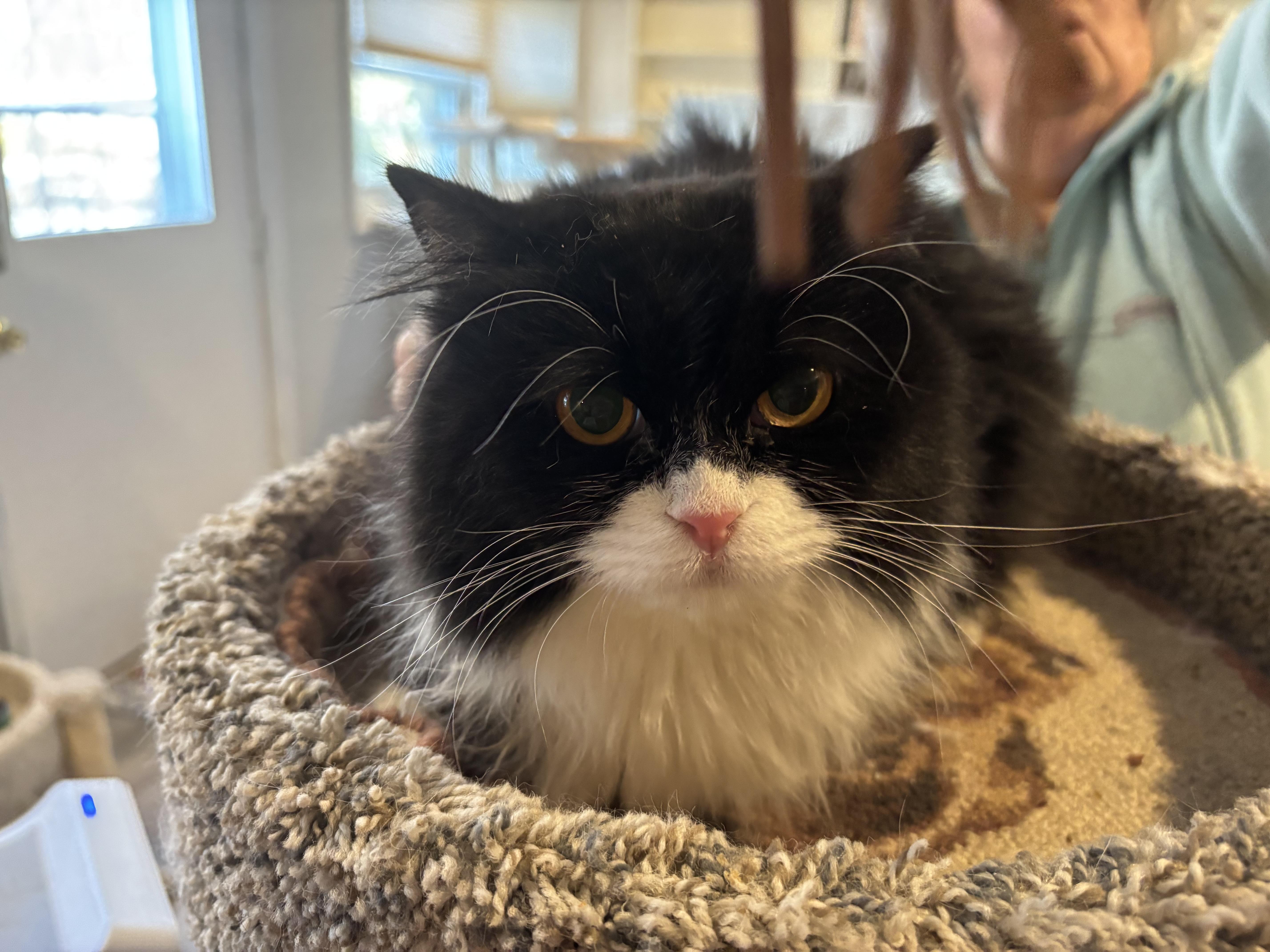 Enlarge Lili (Persian, Lap Cat), a ADOPTABLE Persian in Fairfax, VA image 4/4