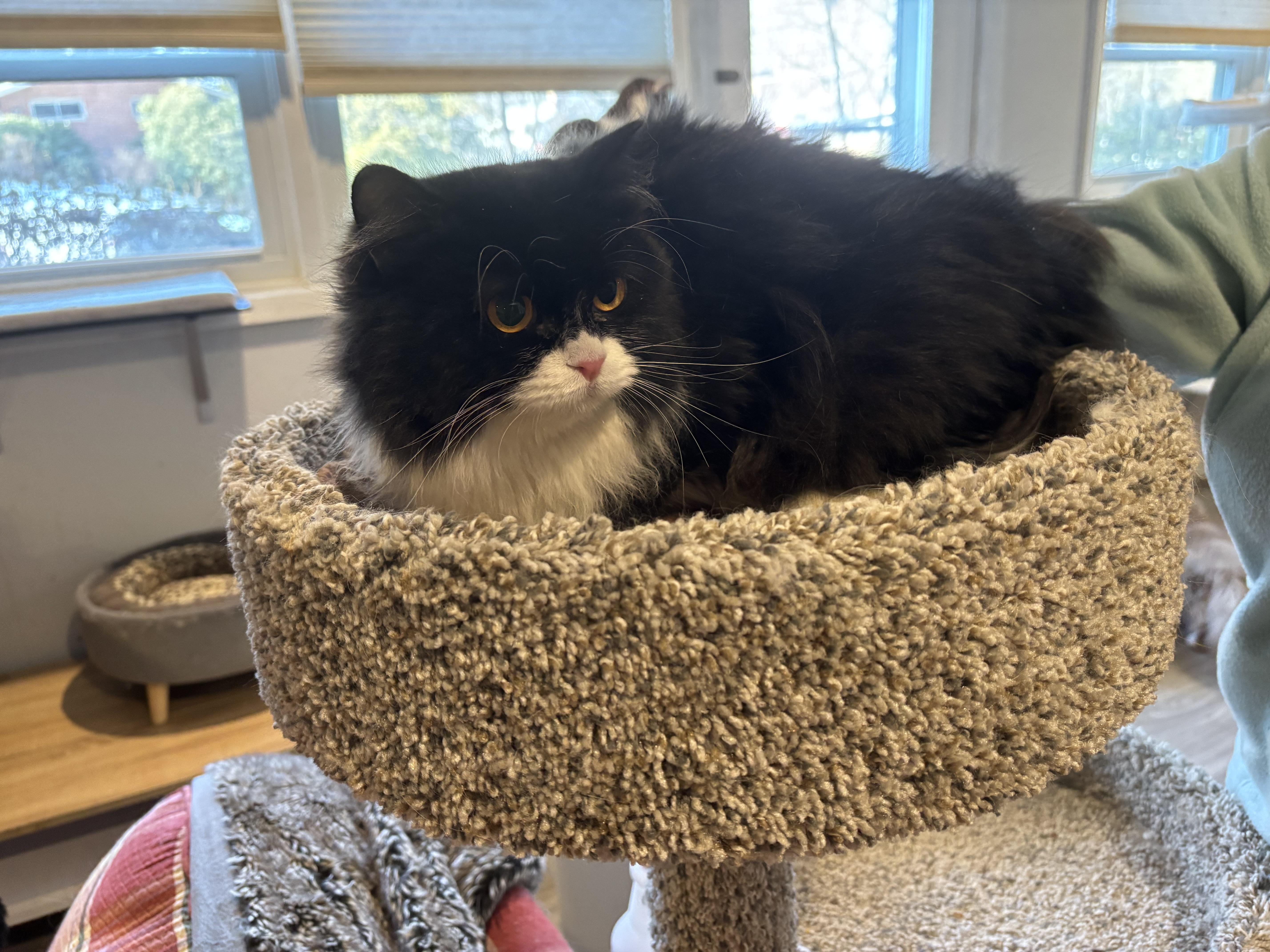 Enlarge Lili (Persian, Lap Cat), a ADOPTABLE Persian in Fairfax, VA image 2/4