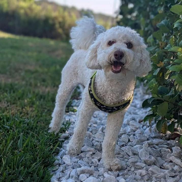 Niko, a ADOPTABLE mixed breed in Eustis, FL image 1/6