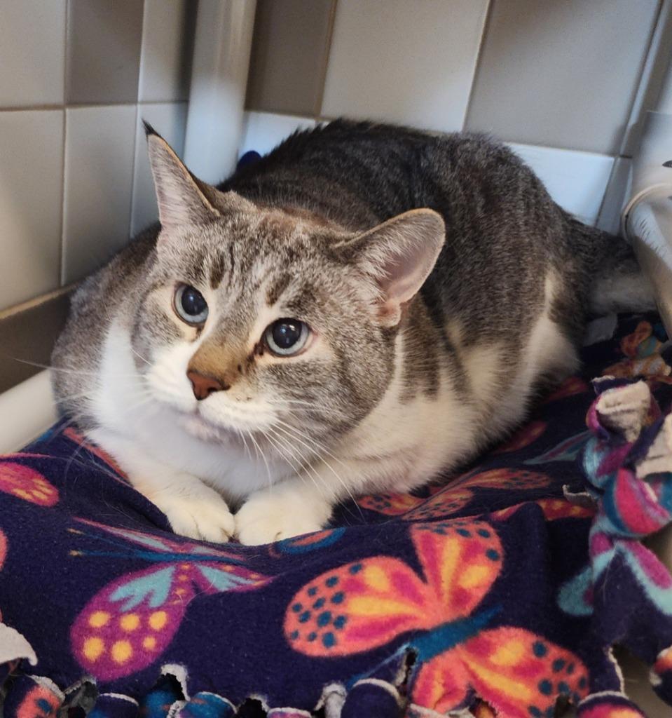 Baby Girl, Adoptable, Senior Female Domestic Short Hair.