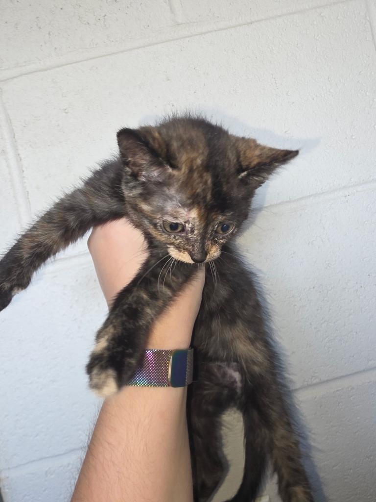 Enlarge Ember, a Adoptable mixed breed in Camden, TN image 1/1