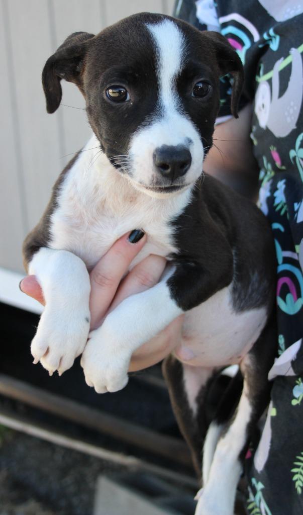 Roslyn, Adoptable, Puppy Female Pit Bull Terrier & Mixed Breed.