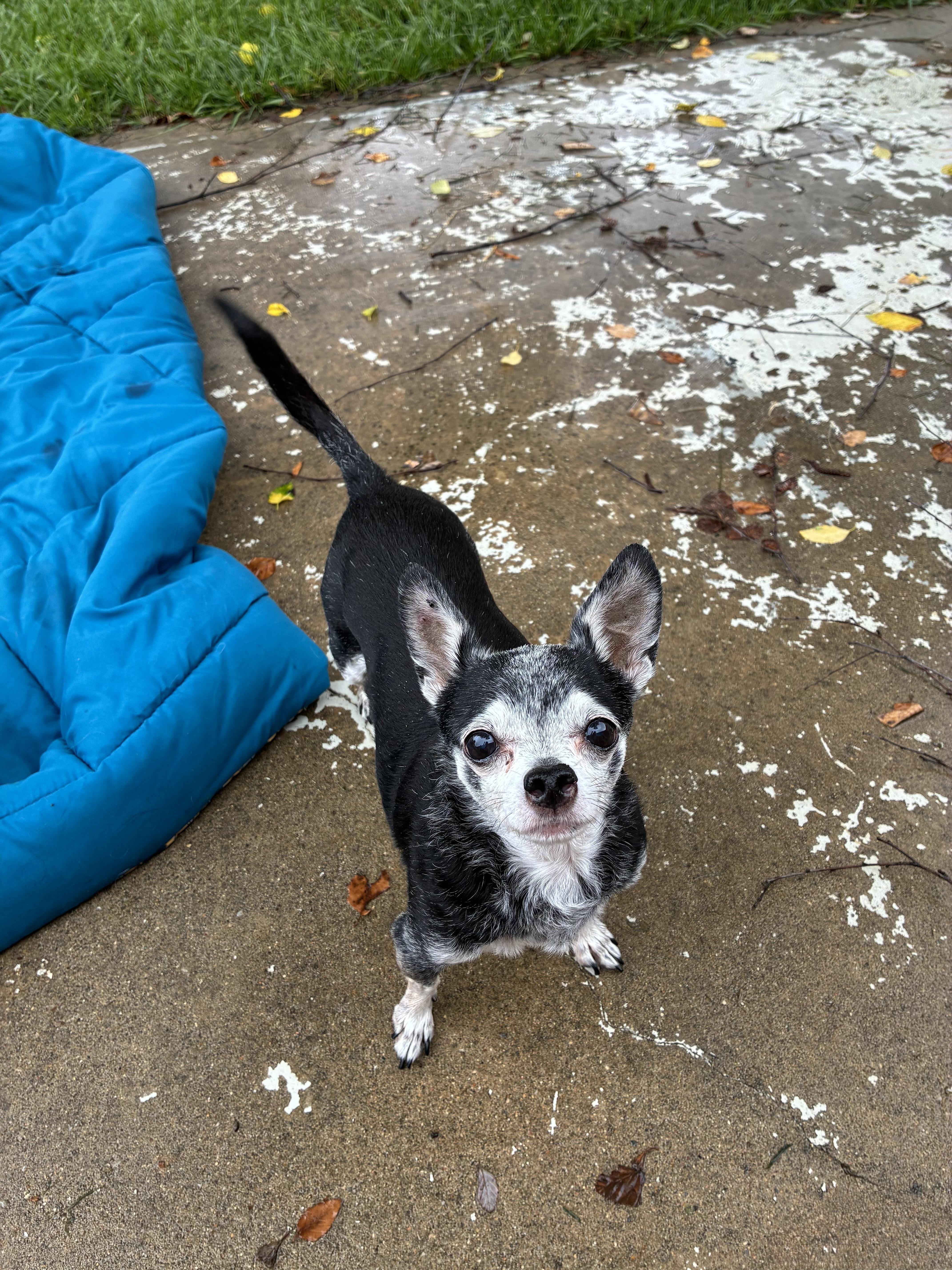 Biscuit, a Adoptable Chihuahua in Richmond, KY image 1/4