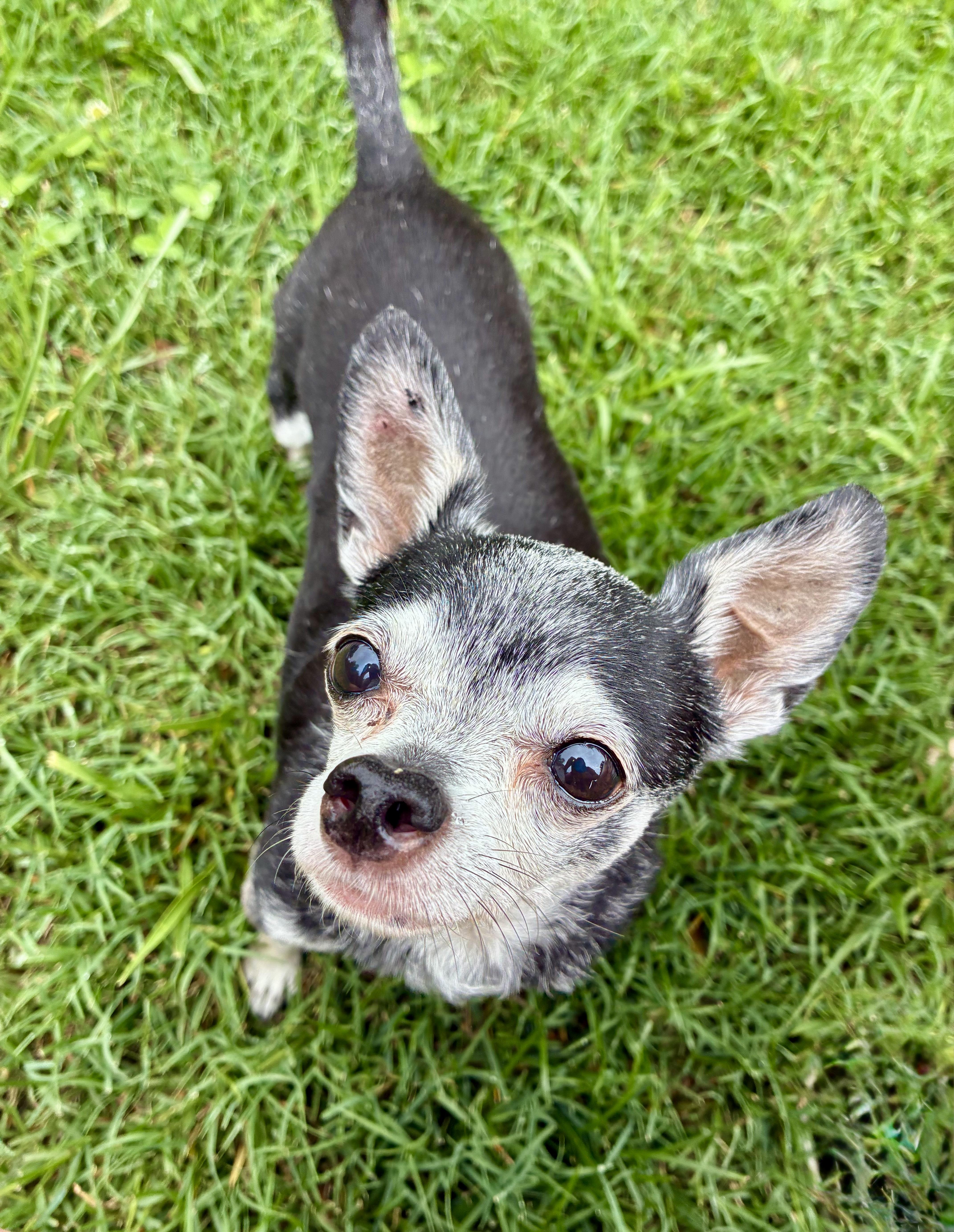 Biscuit, a Adoptable Chihuahua in Richmond, KY image 2/4