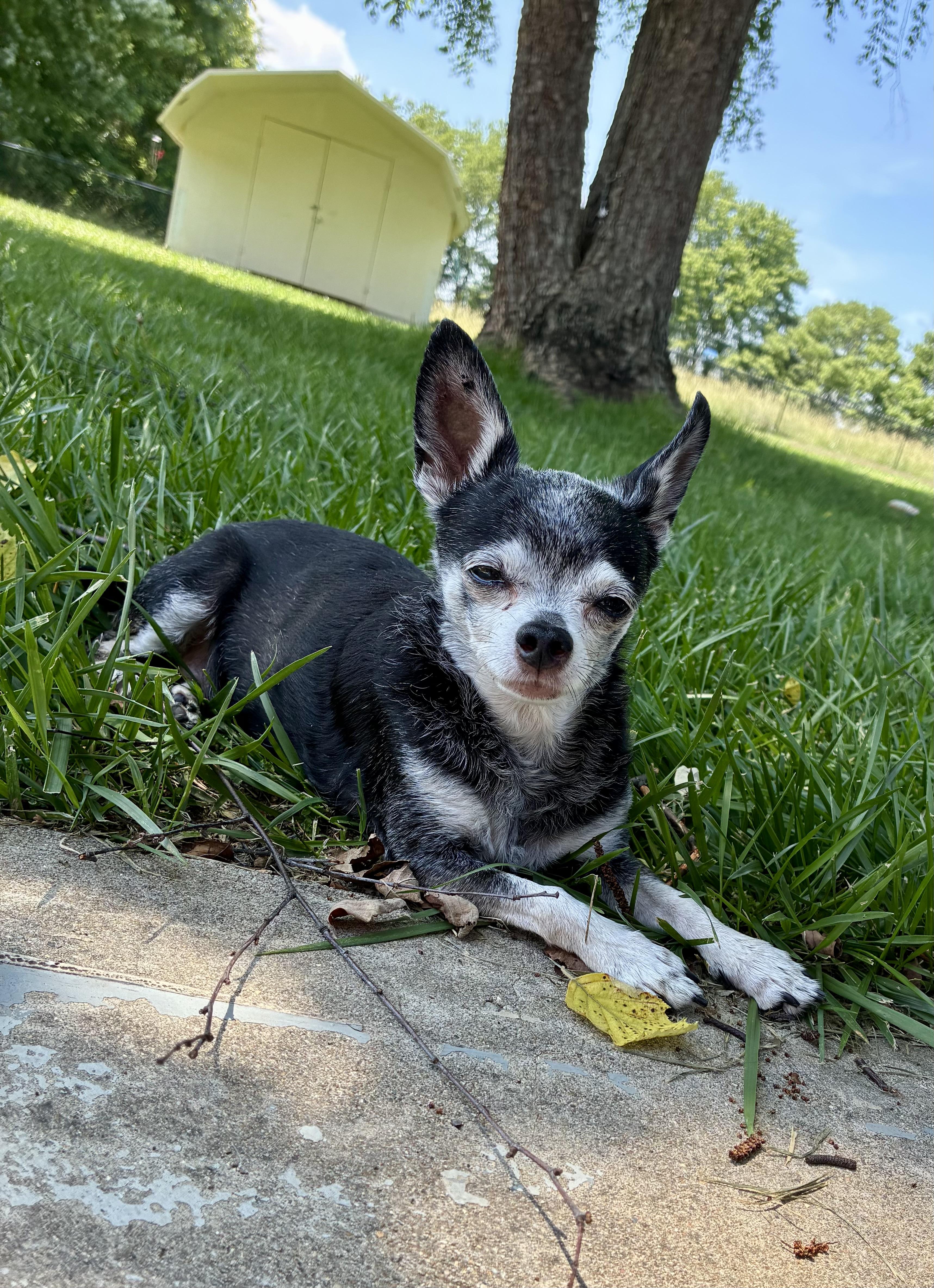 Biscuit, a Adoptable Chihuahua in Richmond, KY image 3/4