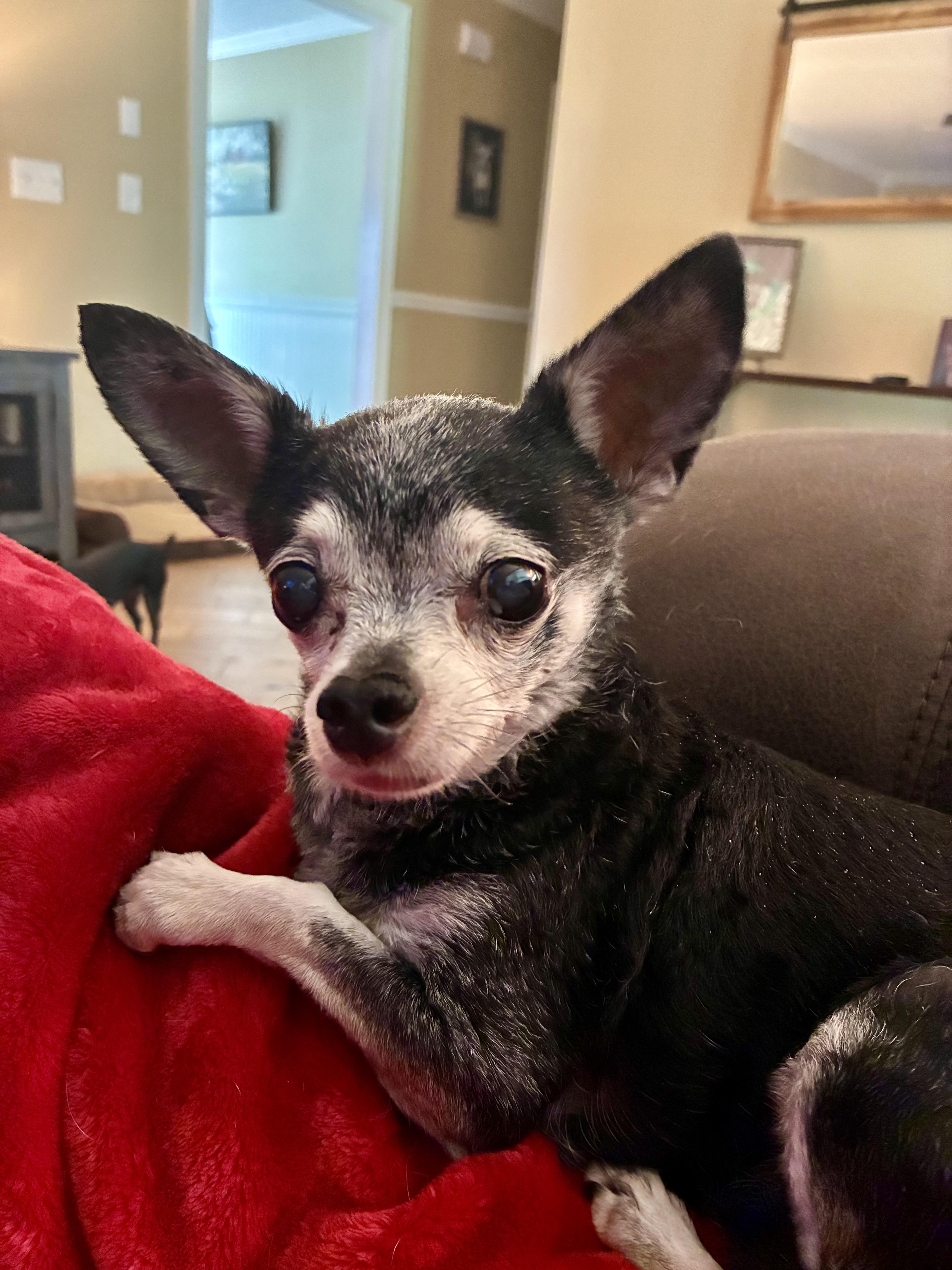 Biscuit, a Adoptable Chihuahua in Richmond, KY image 4/4