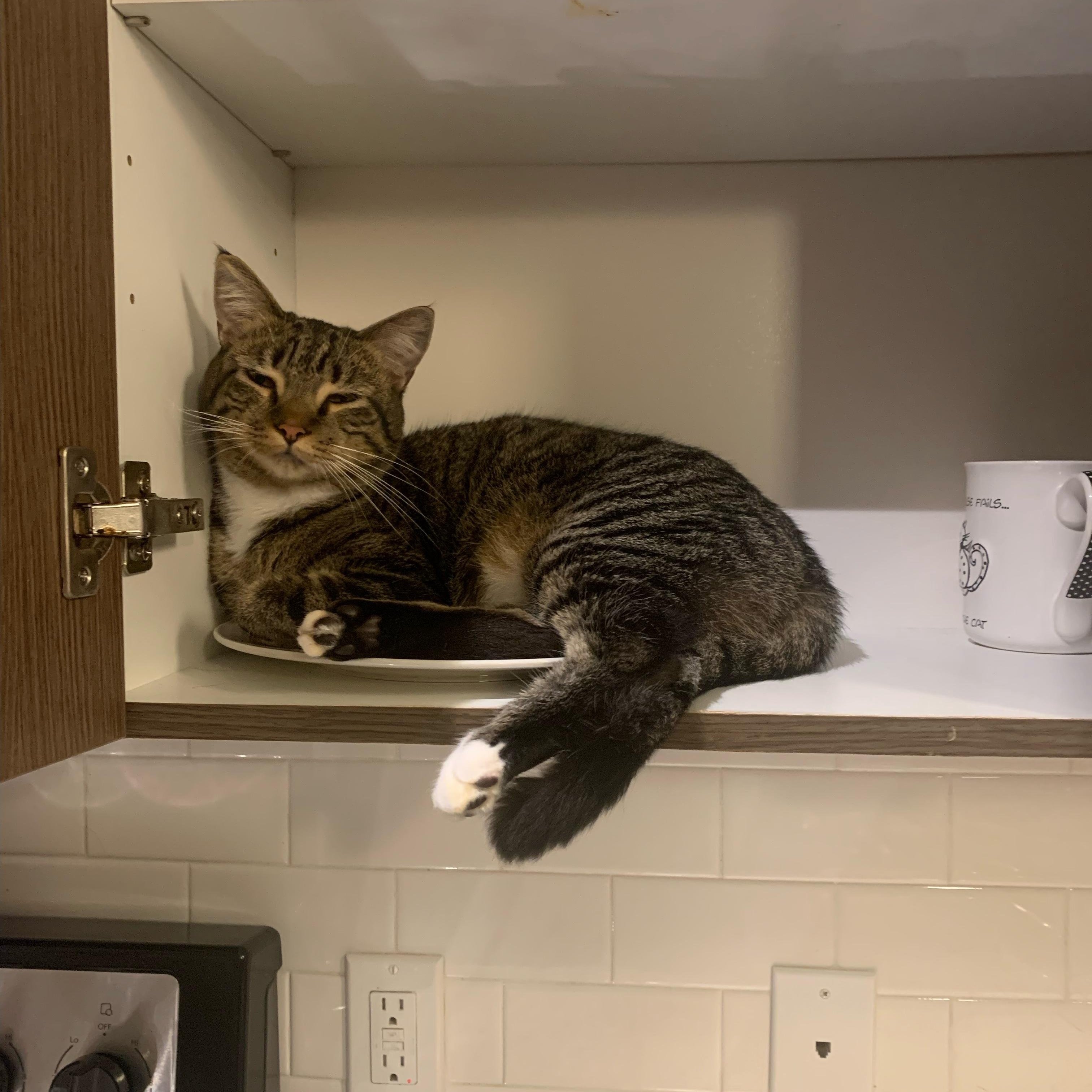 Coco, adoptable, Adult Female Tabby.