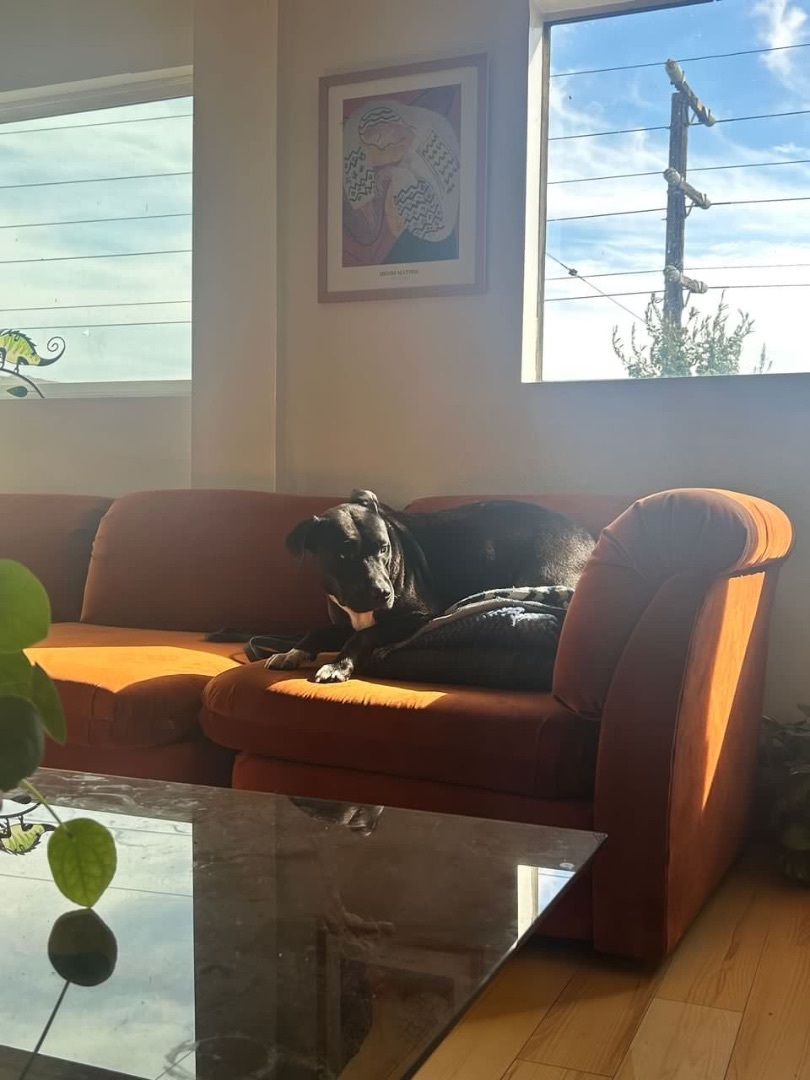 Enlarge Avery, a Adopted mixed breed in Los Angeles, CA image 1/4